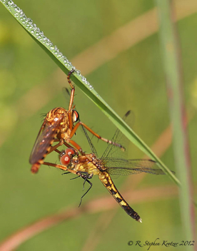 Erythrodiplax minuscula, female as prey